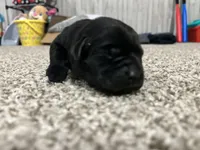 Mollie , a female Labrador Retriever for sale in Pink Hill, NC – Photo 3 of 8