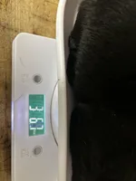 Mollie , a female Labrador Retriever for sale in Pink Hill, NC – Photo 2 of 8