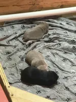 Mollie , a female Labrador Retriever for sale in Pink Hill, NC – Photo 8 of 8