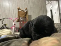 Mollie , a female Labrador Retriever for sale in Pink Hill, NC – Photo 1 of 8