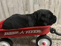 Mollie , a female Labrador Retriever for sale in Pink Hill, NC – Photo 5 of 8