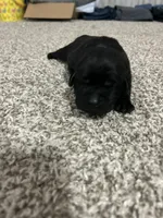 Mollie , a female Labrador Retriever for sale in Pink Hill, NC – Photo 4 of 8