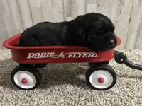 Mollie , a female Labrador Retriever for sale in Pink Hill, NC – Photo 7 of 8