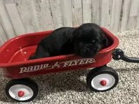 Mollie , a female Labrador Retriever for sale in Pink Hill, NC – Photo 6 of 8