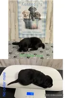 Conner , a male Labrador Retriever for sale in Pink Hill, NC – Photo 4 of 4