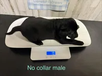 Conner , a male Labrador Retriever for sale in Pink Hill, NC – Photo 2 of 4