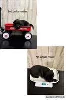 Conner , a male Labrador Retriever for sale in Pink Hill, NC – Photo 3 of 4