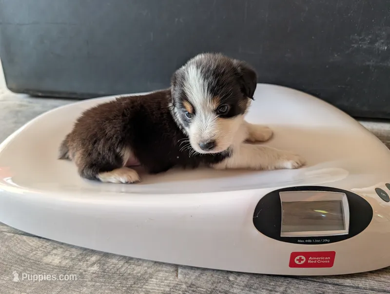 Female 4 – Australian Shepherd puppy for sale in Hidalgo, IL