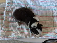 Female 4, a female Australian Shepherd for sale in Hidalgo, IL – 2 of 2