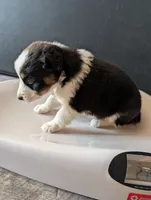 Female 5, a female Australian Shepherd for sale in Hidalgo, IL – 2 of 2