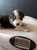 Female 4, a female Australian Shepherd for sale in Hidalgo, IL – 4 of 4