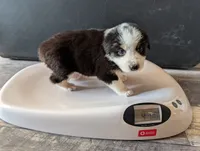 Female 3, a female Australian Shepherd for sale in Hidalgo, IL – 2 of 3