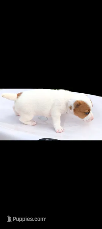 Female 1 – Jack Russell Terrier puppy on hold in Hidalgo, IL