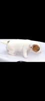 Female 1, a female Jack Russell Terrier for sale in Hidalgo, IL – 1 of 2