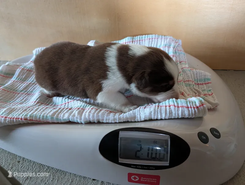 Male 2 – Australian Shepherd puppy for sale in Hidalgo, IL