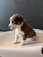 Female 2 , a female Australian Shepherd for sale in Hidalgo, IL – 2 of 3