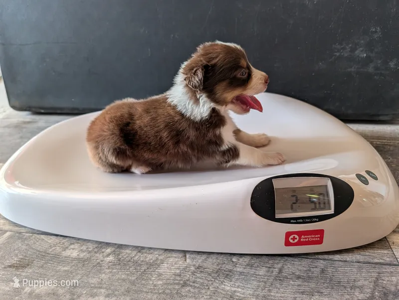 Female 2  – Australian Shepherd puppy for sale in Hidalgo, IL