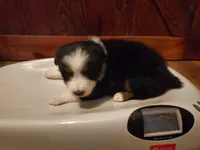 Female #5, a female Australian Shepherd for sale in Hidalgo, IL – Photo 6 of 9