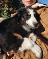 Female #5, a female Australian Shepherd for sale in Hidalgo, IL – Photo 1 of 9