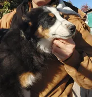 Female #5, a female Australian Shepherd for sale in Hidalgo, IL – Photo 7 of 9