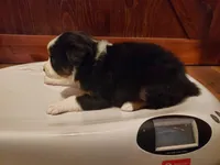 Female #5, a female Australian Shepherd for sale in Hidalgo, IL – Photo 2 of 9