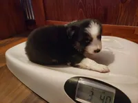 Female #5, a female Australian Shepherd for sale in Hidalgo, IL – Photo 4 of 9