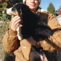 Female #5, a female Australian Shepherd for sale in Hidalgo, IL – Photo 8 of 9
