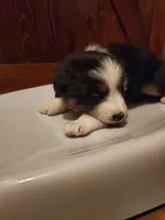 Female #5, a female Australian Shepherd for sale in Hidalgo, IL – Photo 3 of 9