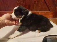 Female #5, a female Australian Shepherd for sale in Hidalgo, IL – Photo 5 of 9