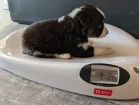 Female 4, a female Australian Shepherd for sale in Hidalgo, IL – 3 of 4