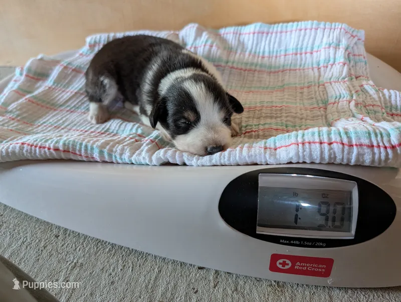 Female 4 – Australian Shepherd puppy for sale in Hidalgo, IL