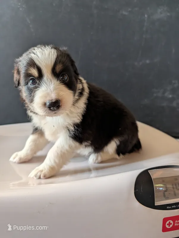 Female 5 – Australian Shepherd puppy for sale in Hidalgo, IL