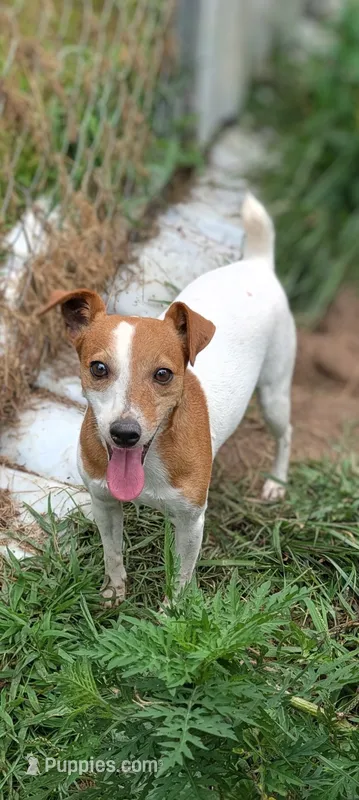 J.J. (Jack Jr) – Jack Russell Terrier puppy for sale in Hidalgo, IL