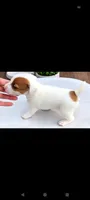 Female 1, a female Jack Russell Terrier for sale in Hidalgo, IL – 2 of 2