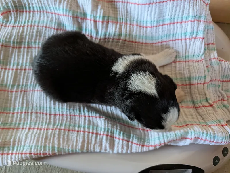 Female 5 – Australian Shepherd puppy for sale in Hidalgo, IL