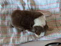 Male 1, a male Australian Shepherd for sale in Hidalgo, IL – 2 of 2