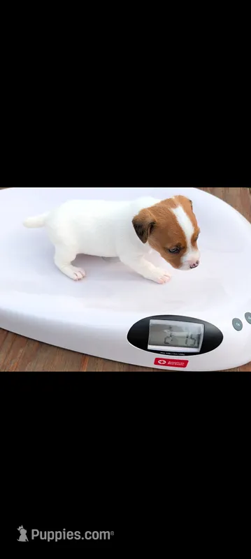 Male 1 – Jack Russell Terrier puppy for sale in Hidalgo, IL