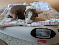 Male 1, a male Australian Shepherd for sale in Hidalgo, IL – 1 of 2