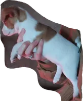 Jack Russell Female, a female Jack Russell Terrier for sale in Hidalgo, IL – Photo 4 of 6