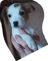 Jack Russell Female, a female Jack Russell Terrier for sale in Hidalgo, IL – Photo 3 of 6