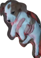 Jack Russell Female, a female Jack Russell Terrier for sale in Hidalgo, IL – Photo 1 of 6