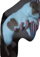 Jack Russell Female, a female Jack Russell Terrier for sale in Hidalgo, IL – Photo 2 of 6