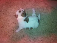 Jack Russell Female, a female Jack Russell Terrier for sale in Hidalgo, IL – Photo 6 of 6