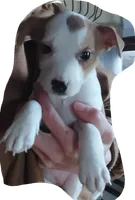 Jack Russell Female, a female Jack Russell Terrier for sale in Hidalgo, IL – Photo 5 of 6