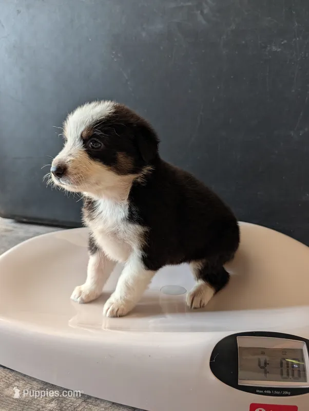 Female 3 – Australian Shepherd puppy for sale in Hidalgo, IL