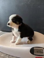 Female 3, a female Australian Shepherd for sale in Hidalgo, IL – 1 of 3