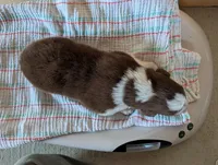 Male 2, a male Australian Shepherd for sale in Hidalgo, IL – 2 of 2
