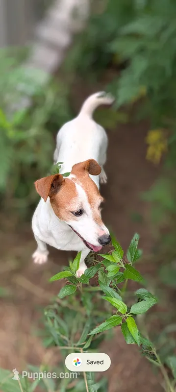Allie – Jack Russell Terrier puppy for sale in Hidalgo, IL