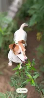 Allie, a female Jack Russell Terrier for sale in Hidalgo, IL – 1 of 1