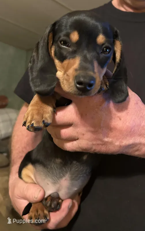 Luke  – Miniature Dachshund puppy for sale in Garrett, PA